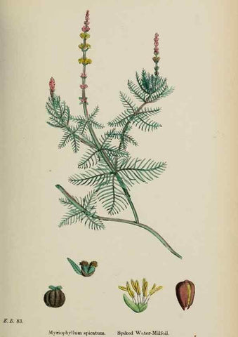 Reproducción/Reproduction 48717556592: English botany, or, Coloured figures of British plants /. London :R. Hardwicke,1863-1886.. 