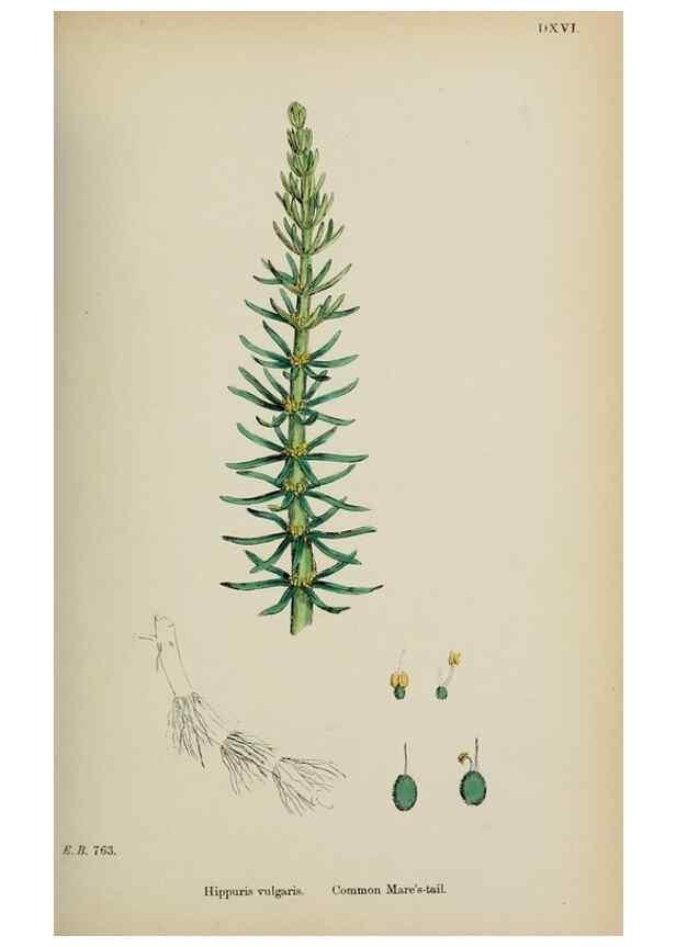 Reproducción/Reproduction 48717385951: English botany, or, Coloured figures of British plants /. London :R. Hardwicke,1863-1886.. 