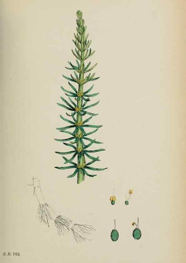 Reproducción/Reproduction 48717385951: English botany, or, Coloured figures of British plants /. London :R. Hardwicke,1863-1886.. 