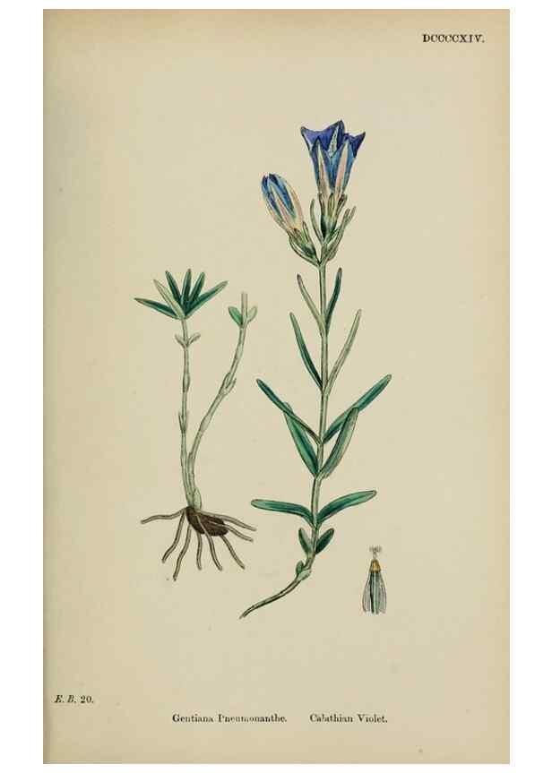 Reproducción/Reproduction 48718068742: English botany, or, Coloured figures of British plants /. London :R. Hardwicke,1863-1886.. 