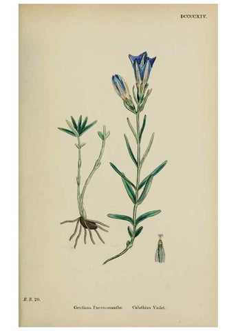 Reproducción/Reproduction 48718068742: English botany, or, Coloured figures of British plants /. London :R. Hardwicke,1863-1886.. 