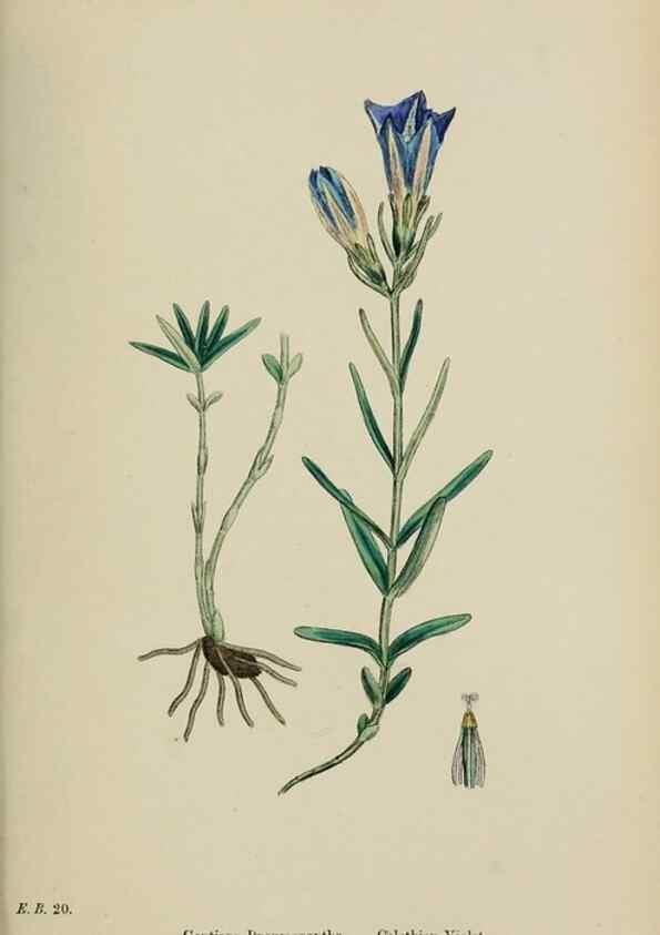 Reproducción/Reproduction 48718068742: English botany, or, Coloured figures of British plants /. London :R. Hardwicke,1863-1886.. 