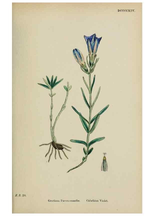 Reproducción/Reproduction 48718069022: English botany, or, Coloured figures of British plants /. London :R. Hardwicke,1863-1886.. 