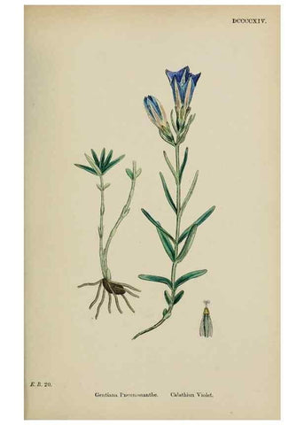 Reproducción/Reproduction 48718069022: English botany, or, Coloured figures of British plants /. London :R. Hardwicke,1863-1886.. 