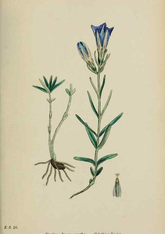 Reproducción/Reproduction 48718069022: English botany, or, Coloured figures of British plants /. London :R. Hardwicke,1863-1886.. 