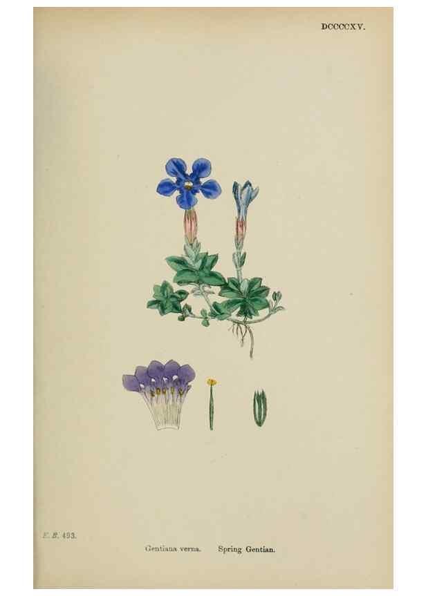 Reproducción/Reproduction 48717898256: English botany, or, Coloured figures of British plants /. London :R. Hardwicke,1863-1886.. 