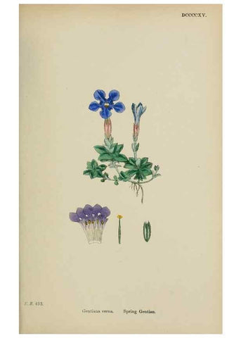 Reproducción/Reproduction 48717898256: English botany, or, Coloured figures of British plants /. London :R. Hardwicke,1863-1886.. 