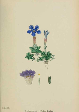 Reproducción/Reproduction 48717898256: English botany, or, Coloured figures of British plants /. London :R. Hardwicke,1863-1886.. 