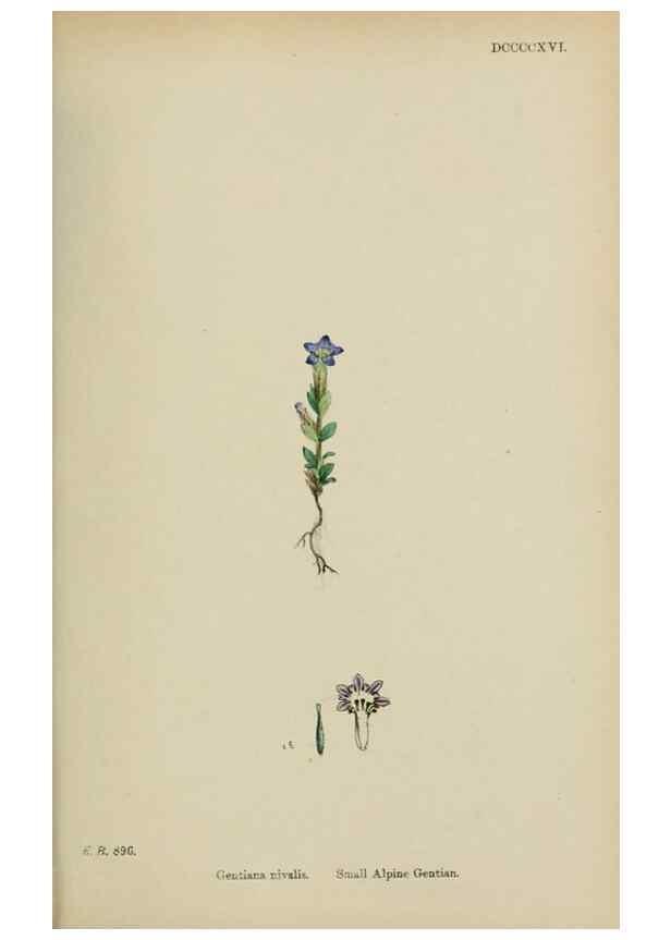 Reproducción/Reproduction 48717562573: English botany, or, Coloured figures of British plants /. London :R. Hardwicke,1863-1886.. 