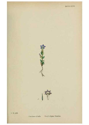 Reproducción/Reproduction 48717562573: English botany, or, Coloured figures of British plants /. London :R. Hardwicke,1863-1886.. 