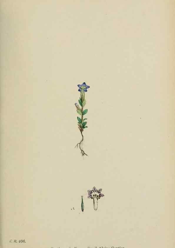 Reproducción/Reproduction 48717562573: English botany, or, Coloured figures of British plants /. London :R. Hardwicke,1863-1886.. 