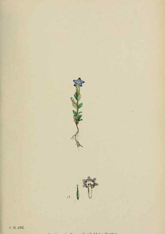 Reproducción/Reproduction 48717562573: English botany, or, Coloured figures of British plants /. London :R. Hardwicke,1863-1886.. 
