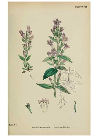 Reproducción/Reproduction 48718069902: English botany, or, Coloured figures of British plants /. London :R. Hardwicke,1863-1886.. 