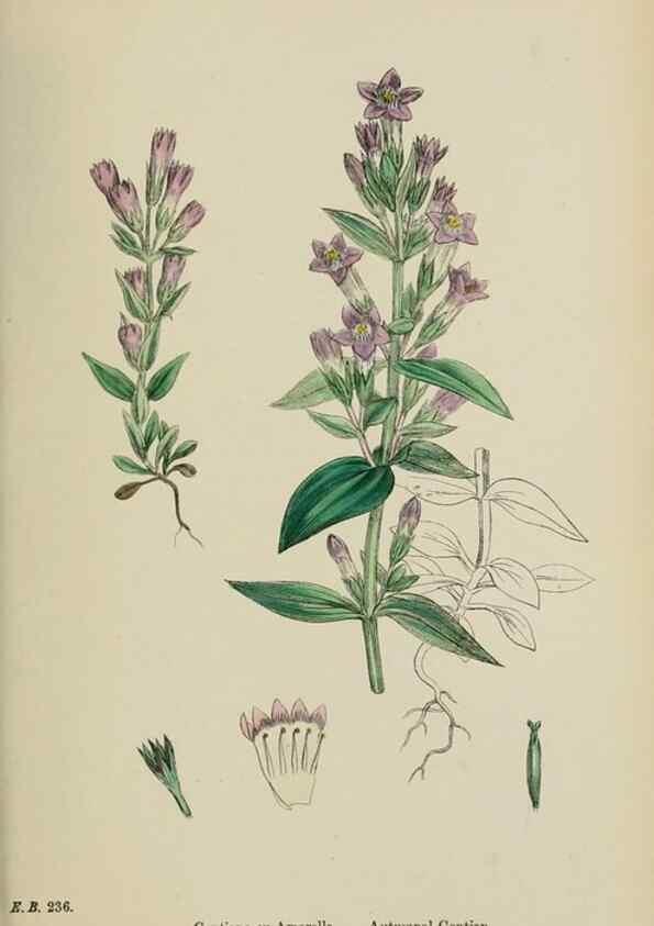 Reproducción/Reproduction 48718069902: English botany, or, Coloured figures of British plants /. London :R. Hardwicke,1863-1886.. 