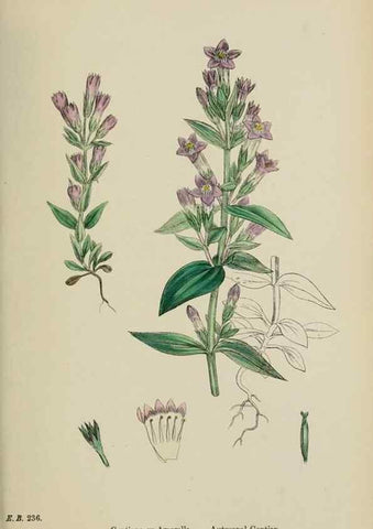 Reproducción/Reproduction 48718069902: English botany, or, Coloured figures of British plants /. London :R. Hardwicke,1863-1886.. 
