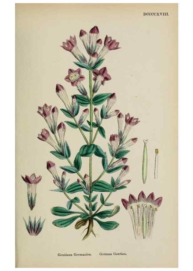 Reproducción/Reproduction 48718070217: English botany, or, Coloured figures of British plants /. London :R. Hardwicke,1863-1886.. 