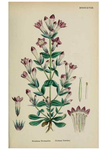 Reproducción/Reproduction 48718070217: English botany, or, Coloured figures of British plants /. London :R. Hardwicke,1863-1886.. 