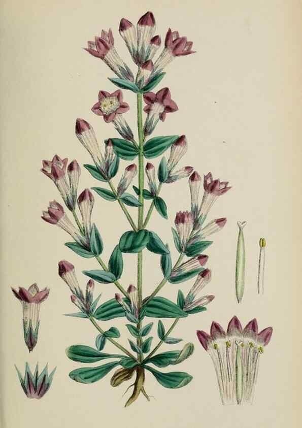 Reproducción/Reproduction 48718070217: English botany, or, Coloured figures of British plants /. London :R. Hardwicke,1863-1886.. 