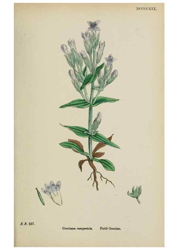 Reproducción/Reproduction 48717563313: English botany, or, Coloured figures of British plants /. London :R. Hardwicke,1863-1886.. 