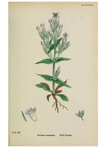 Reproducción/Reproduction 48717563313: English botany, or, Coloured figures of British plants /. London :R. Hardwicke,1863-1886.. 