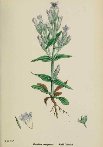 Reproducción/Reproduction 48717563313: English botany, or, Coloured figures of British plants /. London :R. Hardwicke,1863-1886.. 