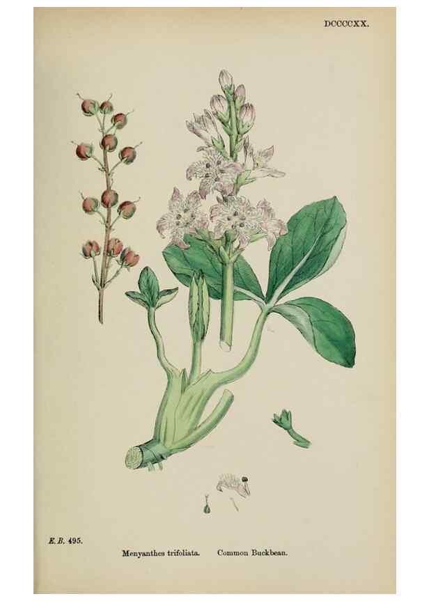 Reproducción/Reproduction 48717900141: English botany, or, Coloured figures of British plants /. London :R. Hardwicke,1863-1886.. 