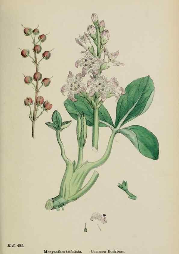 Reproducción/Reproduction 48717900141: English botany, or, Coloured figures of British plants /. London :R. Hardwicke,1863-1886.. 