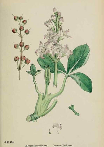 Reproducción/Reproduction 48717900141: English botany, or, Coloured figures of British plants /. London :R. Hardwicke,1863-1886.. 