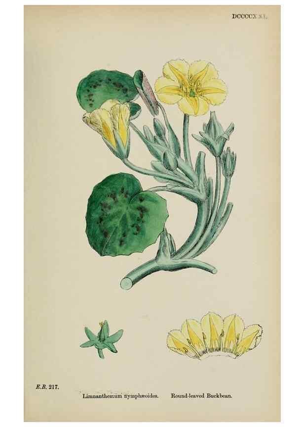 Reproducción/Reproduction 48717900496: English botany, or, Coloured figures of British plants /. London :R. Hardwicke,1863-1886.. 
