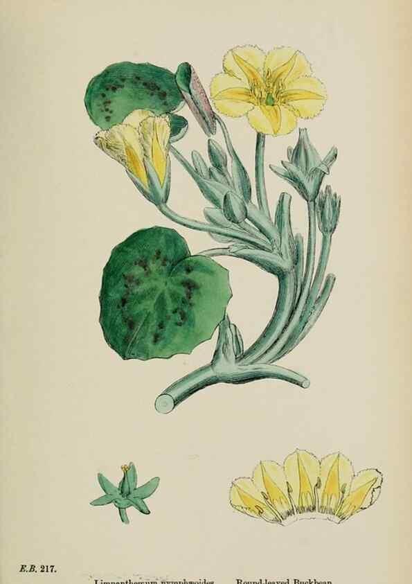 Reproducción/Reproduction 48717900496: English botany, or, Coloured figures of British plants /. London :R. Hardwicke,1863-1886.. 