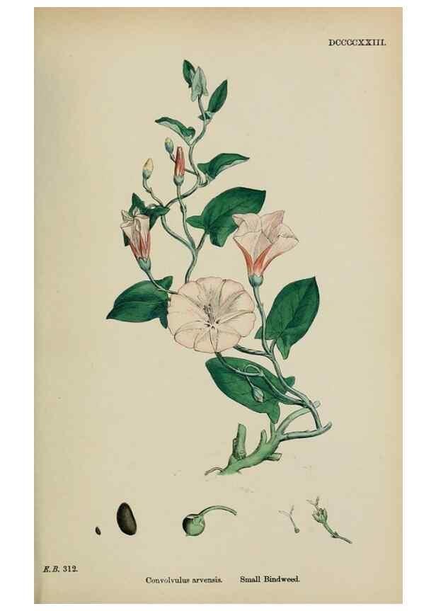 Reproducción/Reproduction 48718071972: English botany, or, Coloured figures of British plants /. London :R. Hardwicke,1863-1886.. 