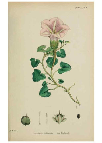 Reproducción/Reproduction 48717565408: English botany, or, Coloured figures of British plants /. London :R. Hardwicke,1863-1886.. 