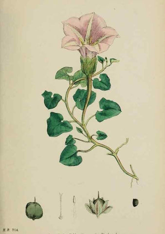 Reproducción/Reproduction 48717565408: English botany, or, Coloured figures of British plants /. London :R. Hardwicke,1863-1886.. 