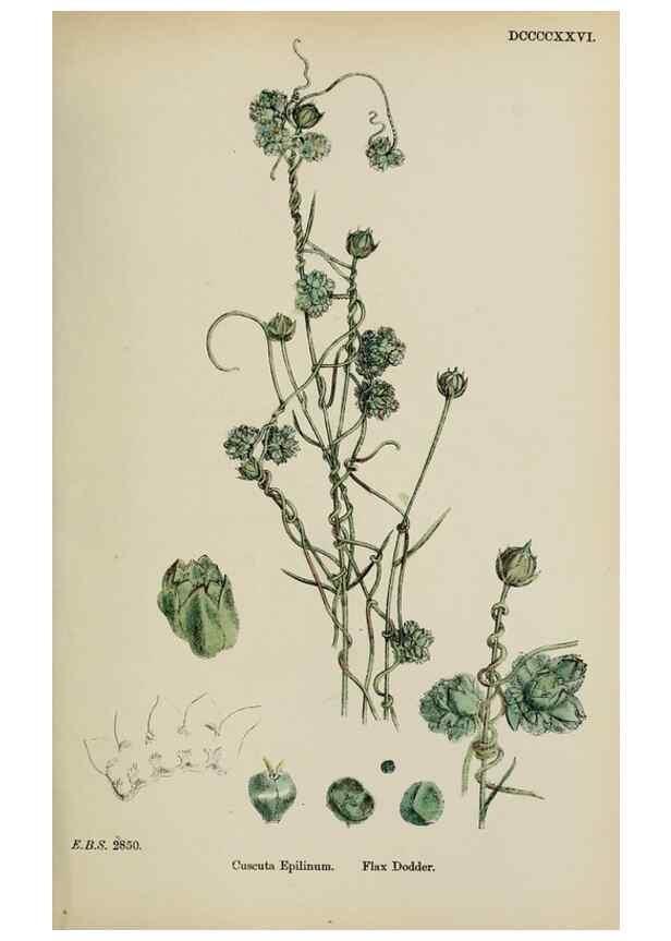 Reproducción/Reproduction 48718072897: English botany, or, Coloured figures of British plants /. London :R. Hardwicke,1863-1886.. 