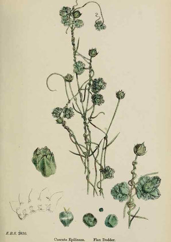 Reproducción/Reproduction 48718072897: English botany, or, Coloured figures of British plants /. London :R. Hardwicke,1863-1886.. 