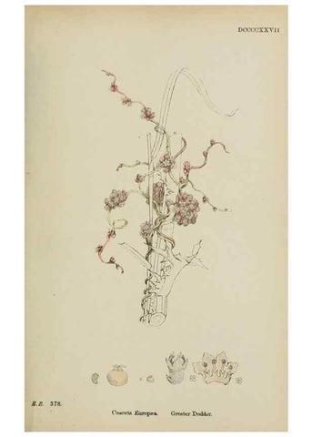 Reproducción/Reproduction 48718073347: English botany, or, Coloured figures of British plants /. London :R. Hardwicke,1863-1886.. 
