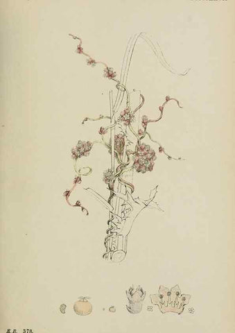 Reproducción/Reproduction 48718073347: English botany, or, Coloured figures of British plants /. London :R. Hardwicke,1863-1886.. 