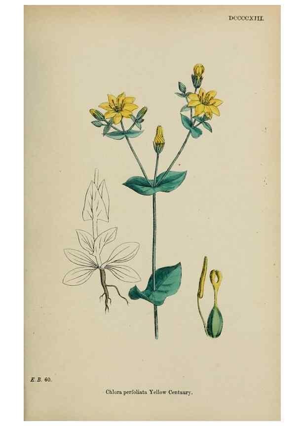 Reproducción/Reproduction 48717897476: English botany, or, Coloured figures of British plants /. London :R. Hardwicke,1863-1886.. 