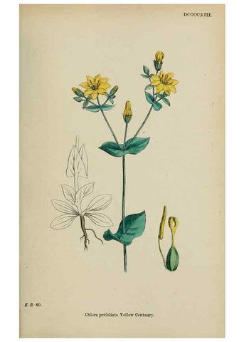 Reproducción/Reproduction 48717897476: English botany, or, Coloured figures of British plants /. London :R. Hardwicke,1863-1886.. 