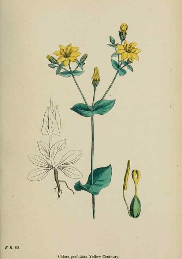Reproducción/Reproduction 48717897476: English botany, or, Coloured figures of British plants /. London :R. Hardwicke,1863-1886.. 