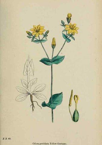 Reproducción/Reproduction 48717897476: English botany, or, Coloured figures of British plants /. London :R. Hardwicke,1863-1886.. 