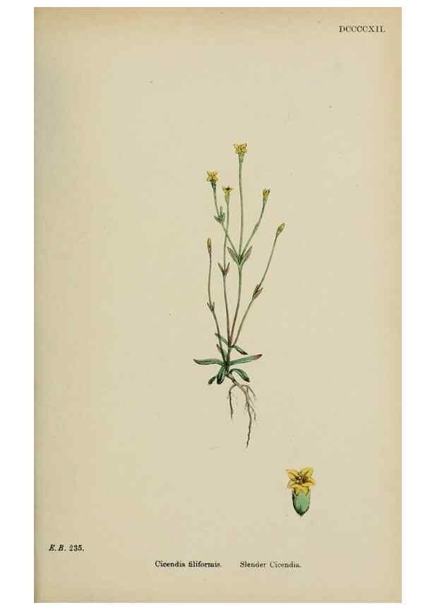 Reproducción/Reproduction 48718068142: English botany, or, Coloured figures of British plants /. London :R. Hardwicke,1863-1886.. 