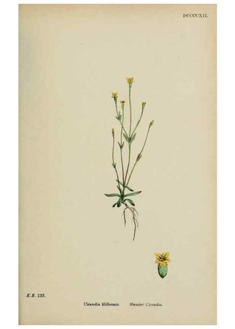 Reproducción/Reproduction 48718068142: English botany, or, Coloured figures of British plants /. London :R. Hardwicke,1863-1886.. 
