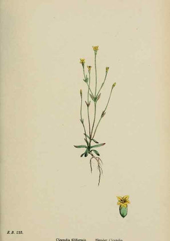 Reproducción/Reproduction 48718068142: English botany, or, Coloured figures of British plants /. London :R. Hardwicke,1863-1886.. 