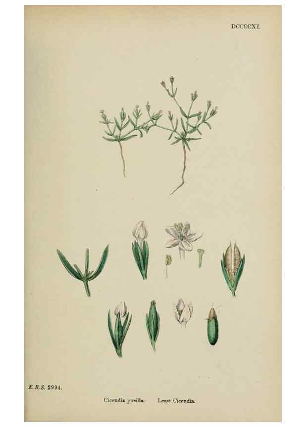 Reproducción/Reproduction 48717896871: English botany, or, Coloured figures of British plants /. London :R. Hardwicke,1863-1886.. 
