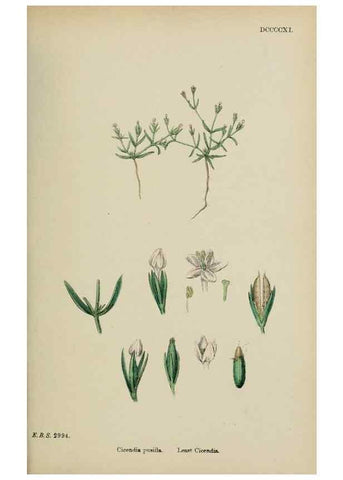 Reproducción/Reproduction 48717896871: English botany, or, Coloured figures of British plants /. London :R. Hardwicke,1863-1886.. 