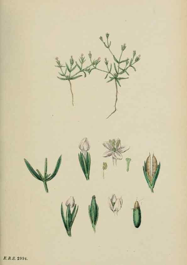 Reproducción/Reproduction 48717896871: English botany, or, Coloured figures of British plants /. London :R. Hardwicke,1863-1886.. 