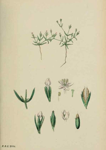 Reproducción/Reproduction 48717896871: English botany, or, Coloured figures of British plants /. London :R. Hardwicke,1863-1886.. 