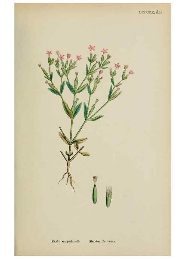 Reproducción/Reproduction 48718067532: English botany, or, Coloured figures of British plants /. London :R. Hardwicke,1863-1886.. 