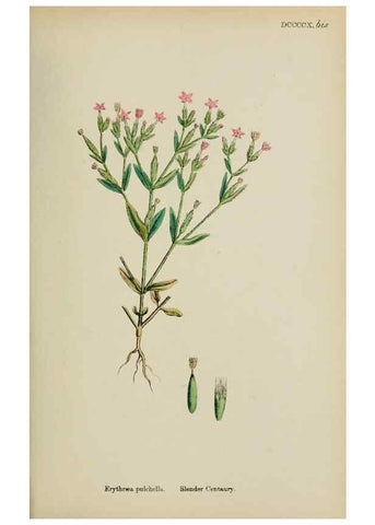 Reproducción/Reproduction 48718067532: English botany, or, Coloured figures of British plants /. London :R. Hardwicke,1863-1886.. 